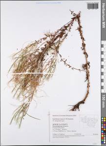 Epilobium lamyi F. W. Schultz, Eastern Europe, Central region (E4) (Russia)