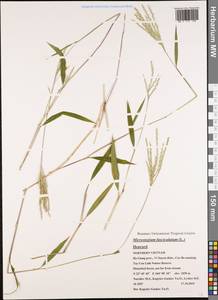 Microstegium fasciculatum (L.) Henrard, South Asia, South Asia (Asia outside ex-Soviet states and Mongolia) (ASIA) (Vietnam)