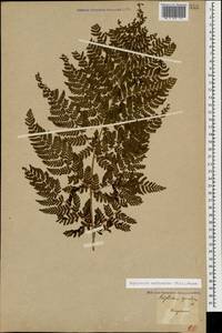 Dryopteris carthusiana (Vill.) H.P.Fuchs, Caucasus, Georgia (K4) (Georgia)