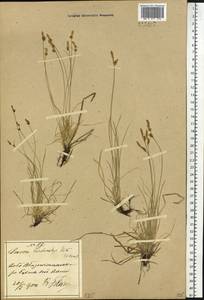Carex korshinskyi Kom., Siberia, Russian Far East (S6) (Russia)