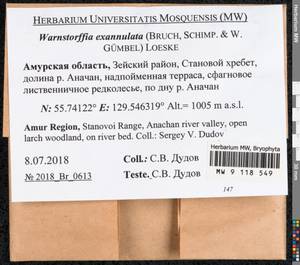 Sarmentypnum exannulatum (Schimp.) Hedenäs, Bryophytes, Bryophytes - Russian Far East (excl. Chukotka & Kamchatka) (B20) (Russia)