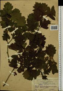 Crataegus maximowiczii C. K. Schneid., Siberia, Russian Far East (S6) (Russia)