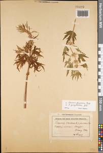 Leonurus glaucescens Bunge, Eastern Europe, Lower Volga region (E9) (Russia)