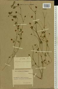 Trifolium campestre Schreb., Eastern Europe, Rostov Oblast (E12a) (Russia)