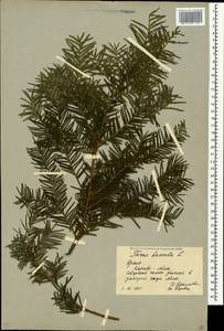 Taxus baccata L., Crimea (KRYM) (Russia)