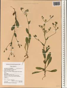 Crepis aspera L., South Asia, South Asia (Asia outside ex-Soviet states and Mongolia) (ASIA) (Cyprus)