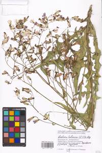 Lactuca tatarica (L.) C. A. Mey., Eastern Europe, Moscow region (E4a) (Russia)