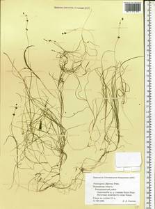 Stuckenia filiformis (Pers.) Börner, Eastern Europe, Northern region (E1) (Russia)