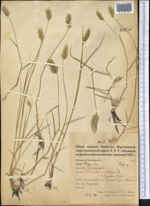 Agropyron cristatum (L.) Gaertn., Middle Asia, Northern & Central Kazakhstan (M10) (Kazakhstan)