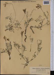Astragalus muelleri Steudel & Hochst., Western Europe (EUR) (Croatia)