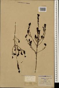 Odontites luteus (L.) Clairv., Caucasus, Krasnodar Krai & Adygea (K1a) (Russia)