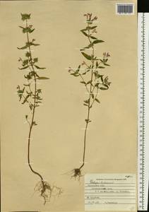 Galeopsis ladanum L., Eastern Europe, West Ukrainian region (E13) (Ukraine)