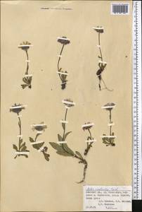 Aster vvedenskyi Bondarenko, Middle Asia, Pamir & Pamiro-Alai (M2) (Kyrgyzstan)