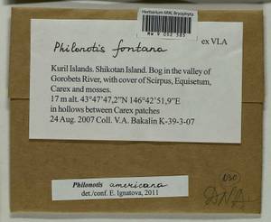 Philonotis americana Dism., Bryophytes, Bryophytes - Russian Far East (excl. Chukotka & Kamchatka) (B20) (Russia)