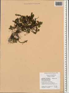 Thymus helendzhicus Klokov & Des.-Shost., Caucasus, Black Sea Shore (from Novorossiysk to Adler) (K3) (Russia)