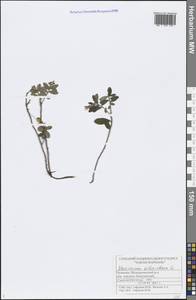 Vaccinium vitis-idaea L., Eastern Europe, Middle Volga region (E8) (Russia)