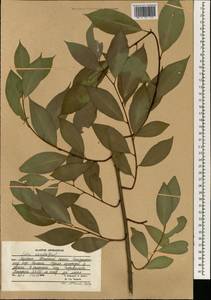 Salix excelsa J.F.Gmel., South Asia, South Asia (Asia outside ex-Soviet states and Mongolia) (ASIA) (Afghanistan)