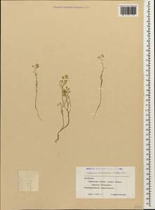 Meniocus linifolius (Stephan ex Willd.) DC., Caucasus, Armenia (K5) (Armenia)