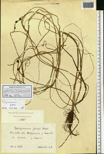 Sparganium gramineum Georgi, Eastern Europe, Moscow region (E4a) (Russia)