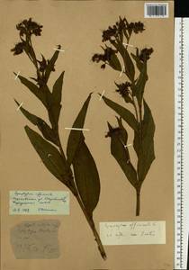 Symphytum officinale L., Eastern Europe, North Ukrainian region (E11) (Ukraine)