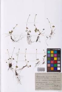 Ranunculus pygmaeus Wahlenb., Siberia, Western Siberia (S1) (Russia)