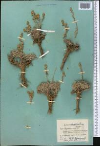 Artemisia rhodantha Rupr., Middle Asia, Pamir & Pamiro-Alai (M2) (Tajikistan)