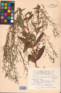 Epilobium adenocaulon × roseum, Eastern Europe, Moscow region (E4a) (Russia)