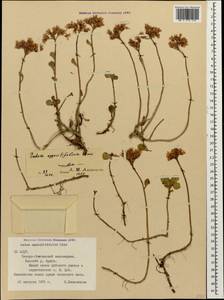 Phedimus spurius subsp. oppositifolius (Sims) L. Gallo, Caucasus, North Ossetia, Ingushetia & Chechnya (K1c) (Russia)