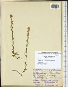 Polygala comosa Schkuhr, Eastern Europe, Central region (E4) (Russia)