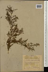 Suaeda altissima (L.) Pall., Caucasus, Azerbaijan (K6) (Azerbaijan)