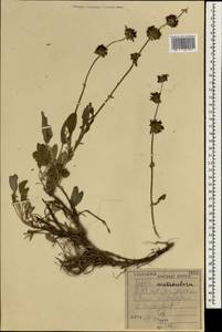 Salvia multicaulis Vahl, South Asia, South Asia (Asia outside ex-Soviet states and Mongolia) (ASIA) (Iraq)