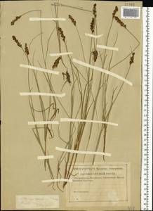 Blysmus compressus (L.) Panz. ex Link, Eastern Europe, Central region (E4) (Russia)