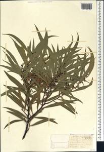 Acacia melanoxylon R.Br., Caucasus, Abkhazia (K4a) (Abkhazia)