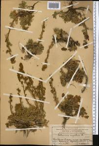 Artemisia rupestris L., Middle Asia, Western Tian Shan & Karatau (M3) (Kazakhstan)