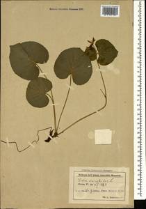 Viola mirabilis L., Caucasus, Azerbaijan (K6) (Azerbaijan)