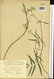 Sium sisarum L., Eastern Europe, Eastern region (E10) (Russia)