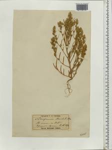 Corispermum marschallii Stev., Eastern Europe, Moscow region (E4a) (Russia)
