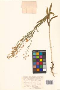 Camelina microcarpa subsp. pilosa (DC.) Jáv., Eastern Europe, Lower Volga region (E9) (Russia)