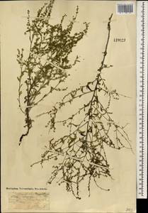 Hackelia thymifolia (A. DC.) I. M. Johnst., Mongolia (MONG) (Mongolia)