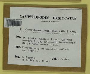 Campylopus umbellatus (Arn.) Paris, Bryophytes, Bryophytes - Asia (outside ex-Soviet states) (BAs) (Sri Lanka)