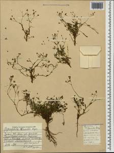 Gypsophila silenoides Rupr., Caucasus, Turkish Caucasus (NE Turkey) (K7) (Turkey)