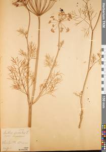 Anethum graveolens L., Eastern Europe, Central region (E4) (Russia)