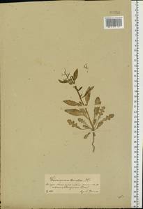 Chorispora tenella (Pall.) DC., Eastern Europe, Central forest-and-steppe region (E6) (Russia)