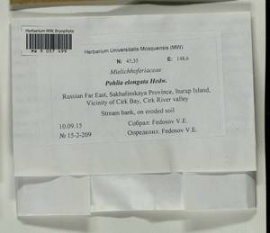 Pohlia elongata Hedw., Bryophytes, Bryophytes - Russian Far East (excl. Chukotka & Kamchatka) (B20) (Russia)