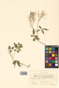 Cardamine leucantha (Tausch) O. E. Schulz, Siberia, Russian Far East (S6) (Russia)