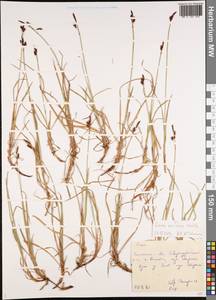 Carex rariflora (Wahlenb.) Sm., Siberia, Russian Far East (S6) (Russia)