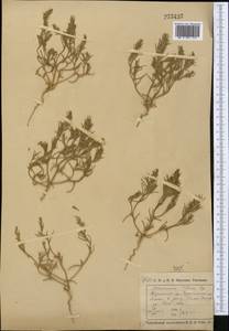 Petrosimonia triandra (Pall.) Simonk., Middle Asia, Northern & Central Kazakhstan (M10) (Kazakhstan)