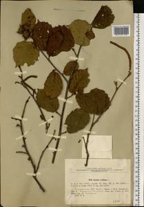 Corylus avellana L., Eastern Europe, South Ukrainian region (E12) (Ukraine)