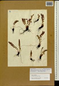 Woodsia subcordata Turcz., Siberia, Altai & Sayany Mountains (S2) (Russia)