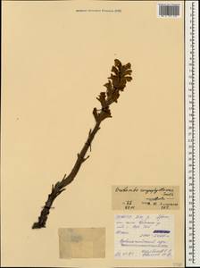 Orobanche caryophyllacea Sm., Caucasus, North Ossetia, Ingushetia & Chechnya (K1c) (Russia)